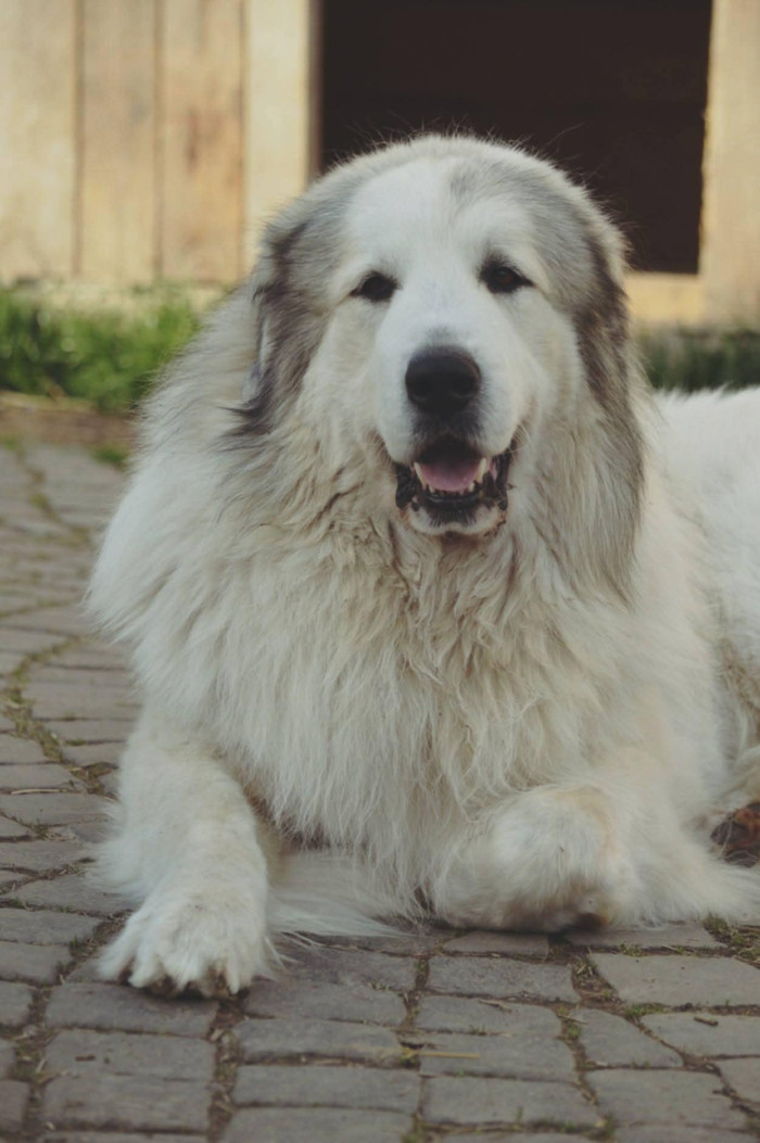 Pyrenejský horský pes, foto z archivu Marie Rundové