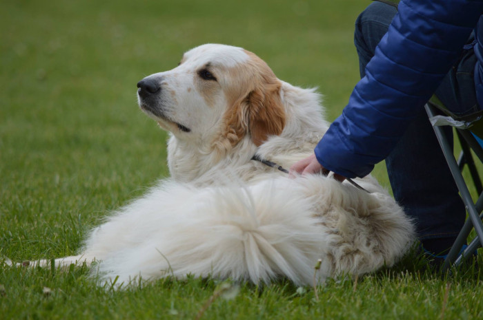 Pyrenejský horský pes, foto z archivu Marie Rundové