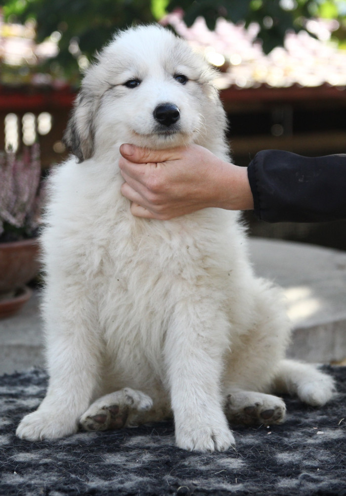 Pyrenejský horský pes