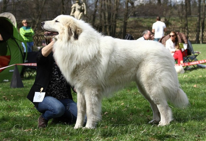 Pyrenejský horský pes, foto z archivu Marie Rundové