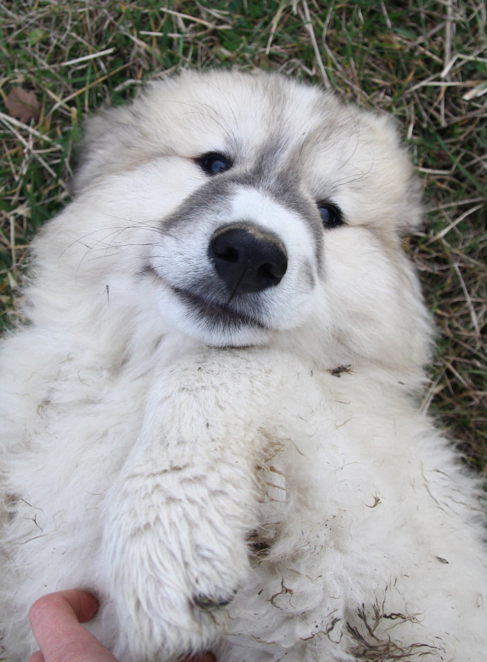 Pyrenejský horský pes, foto z archivu Marie Rundové
