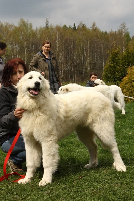 Pyrenejský horský pes, foto z archivu Marie Rundové