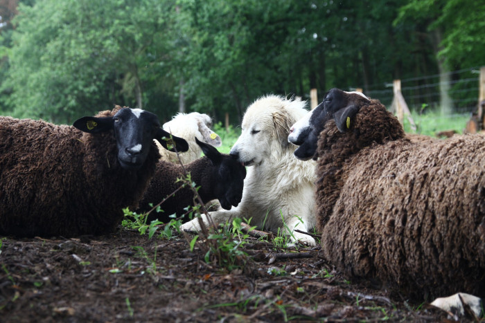 Pyrenejský horský pes se stádem.