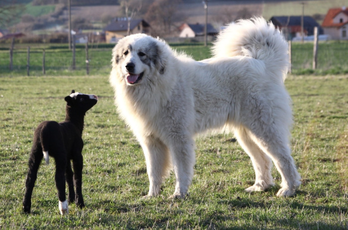 Pyrenejský horský pes se stádem.