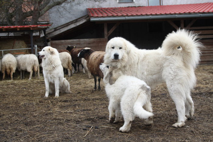 Pyrenejský horský pes se stádem.