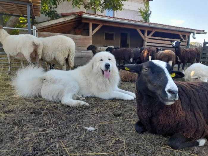 Pyrenejský horský pes se stádem.