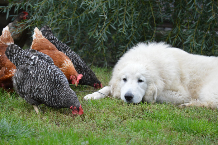 Při správné socializaci je s pyrenejcem v bezpečí i drůbež.