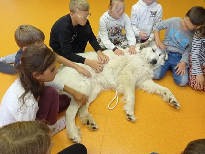 Vyrovnaný pyrenejec může být vynikajícím psem pro canisterapii.