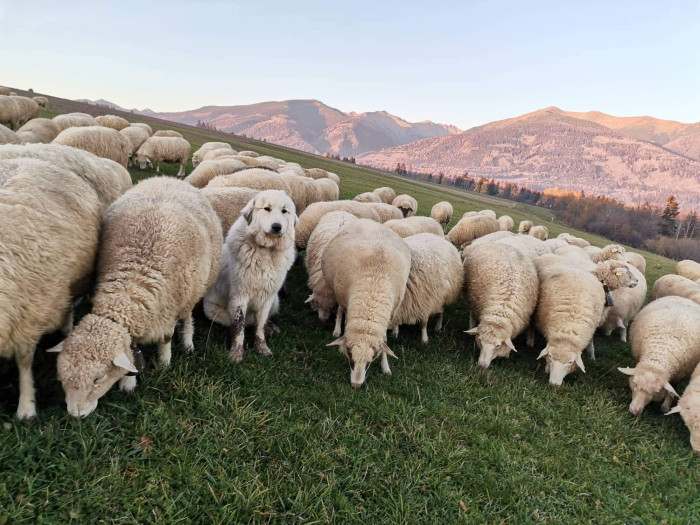 Pyrenejský horský pes se stádem.
