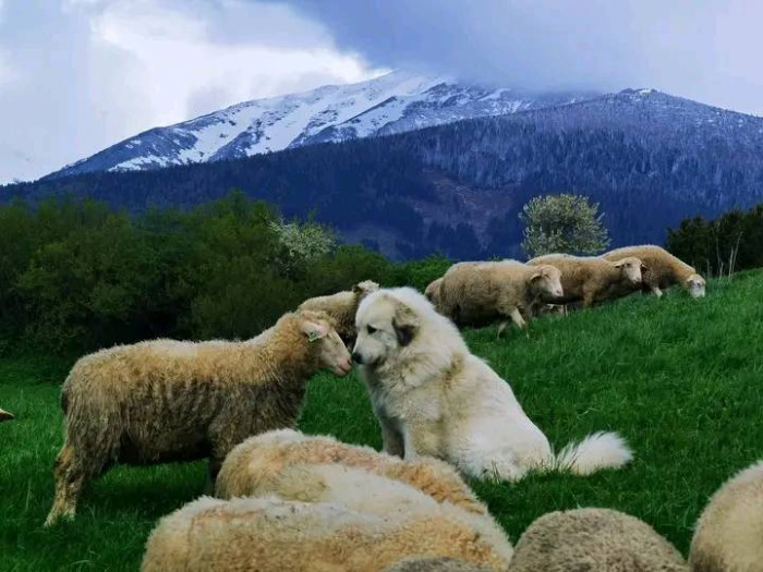 Pyrenejský horský pes se stádem.