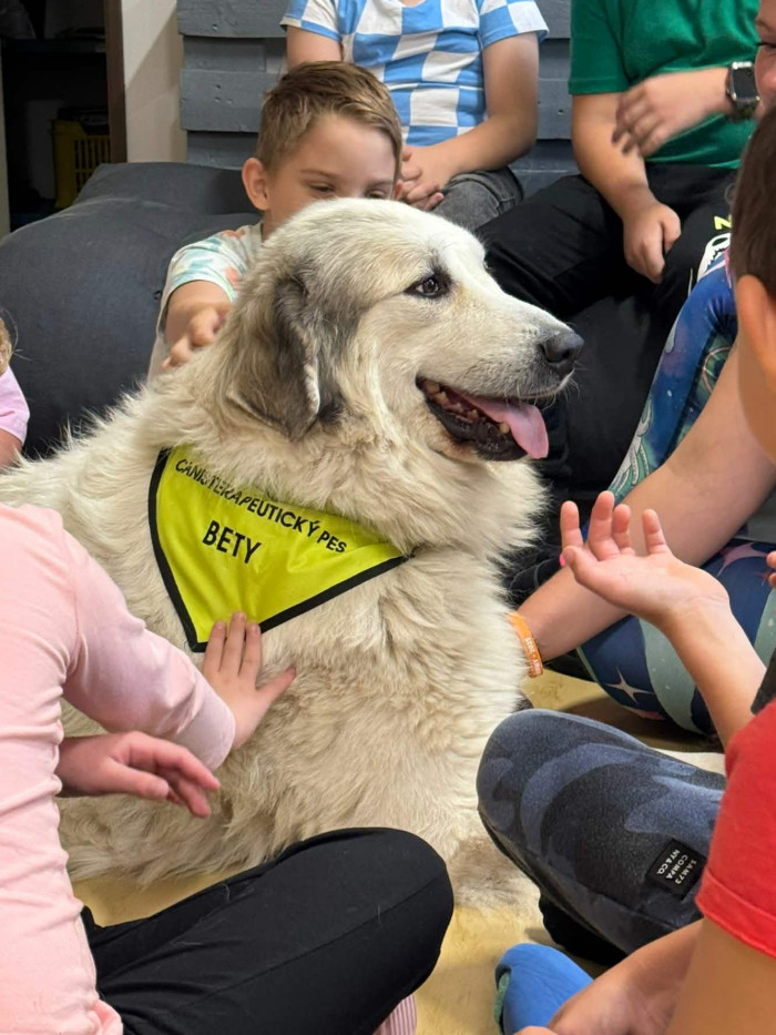 Vyrovnaný pyrenejec může být vynikajícím psem pro canisterapii.