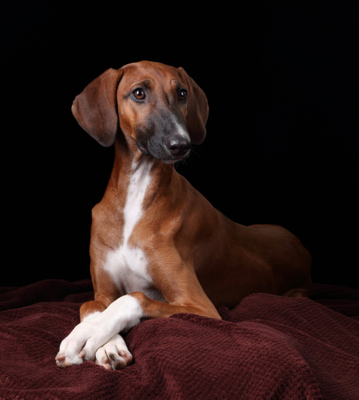 Azavak, foto: Shutterstock