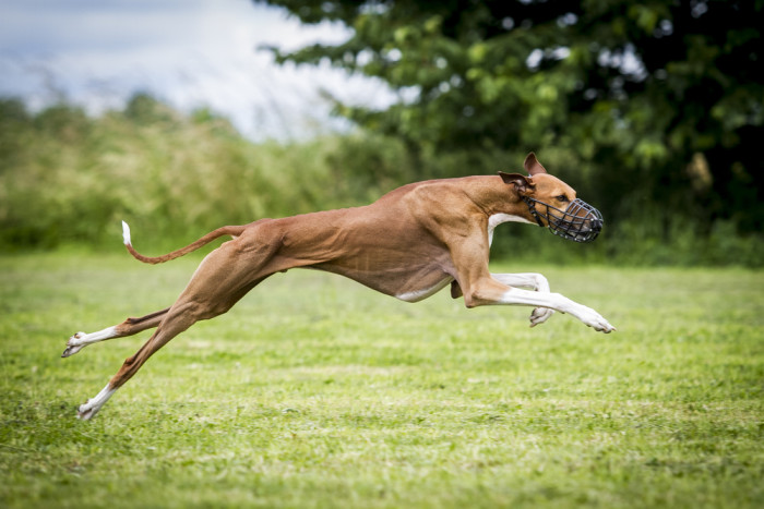 Azavak, foto: Shutterstock