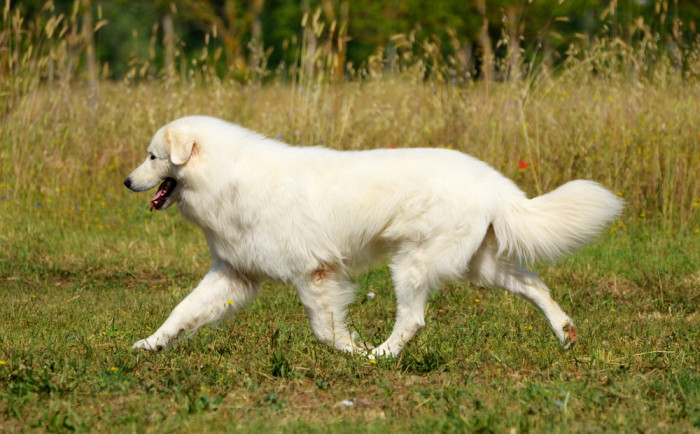 Maremmansko-abruzský pastevecký pes, foto: Shutterstock