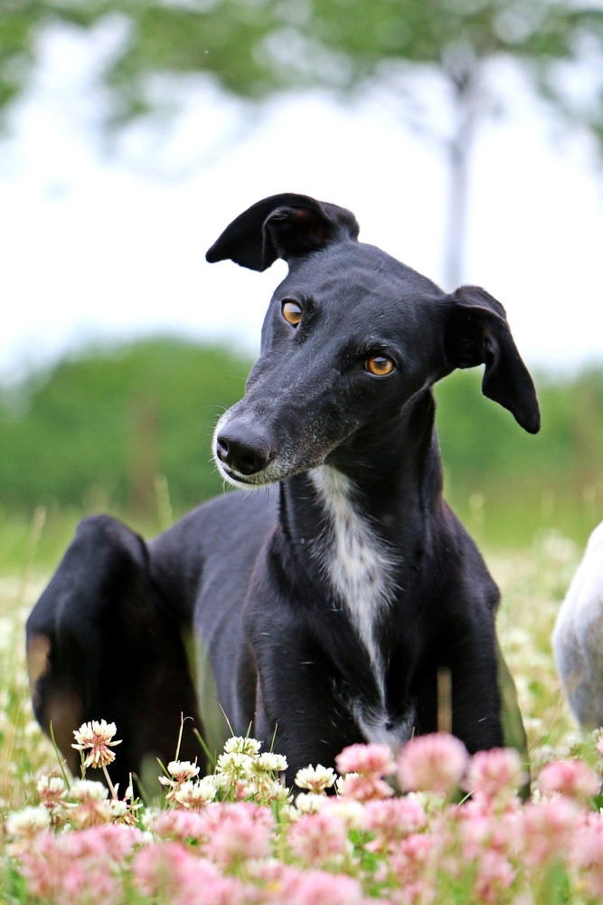 Španělský galgo, foto: Shutterstock