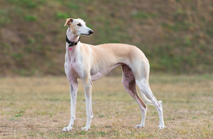 Španělský galgo, foto: Shutterstock