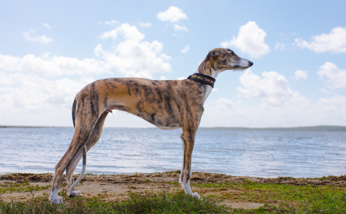 Španělský galgo, foto: Shutterstock