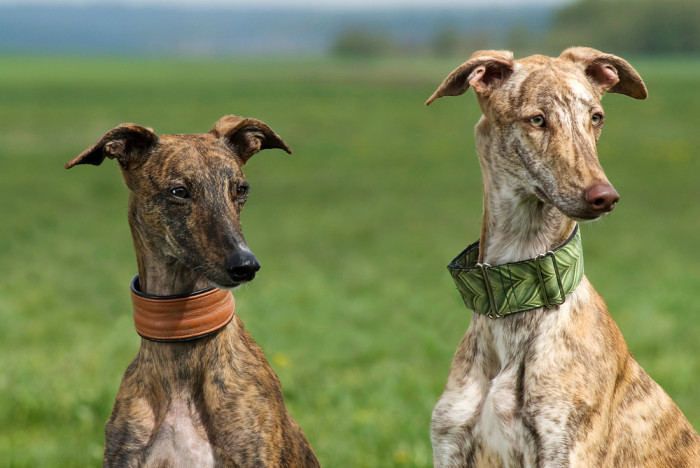 Španělský galgo, foto: Shutterstock