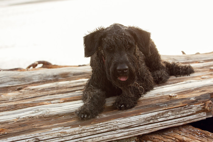 Flanderský bouvier, foto: Shutterstock