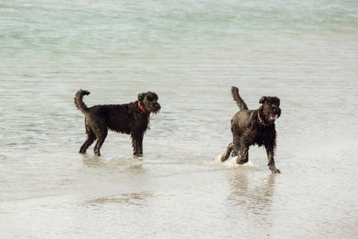 Flanderský bouvier, foto: Shutterstock
