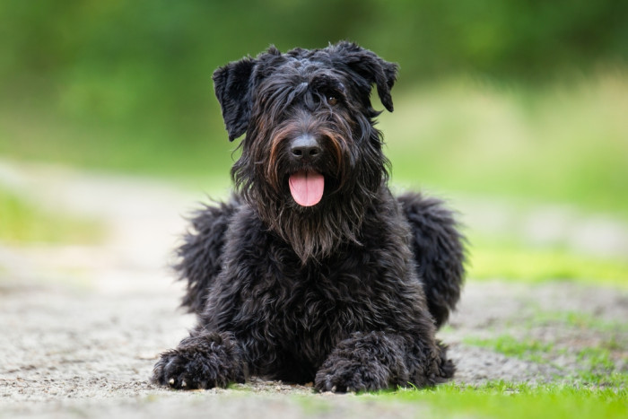 Flanderský bouvier, foto: Shutterstock