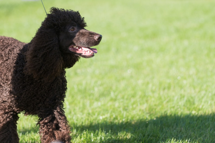 Irský vodní španěl, foto: Shutterstock