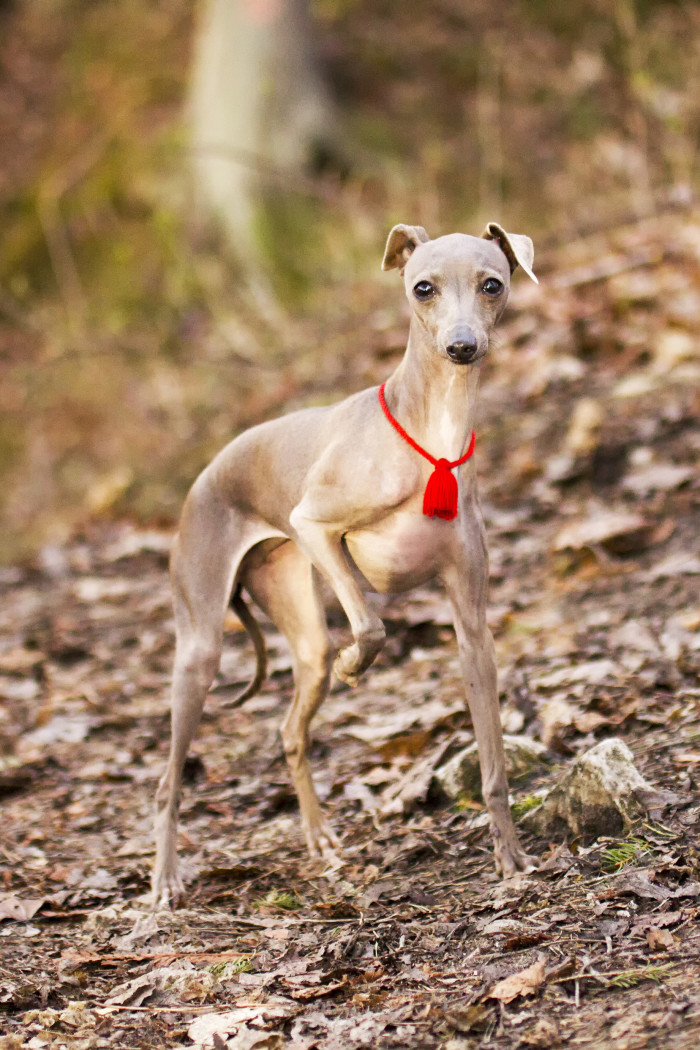 Italský chrtík, foto: Shutterstock
