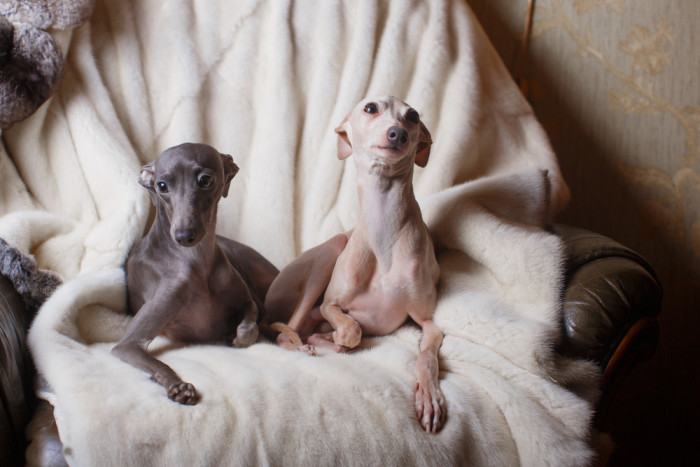 Italský chrtík, foto: Shutterstock