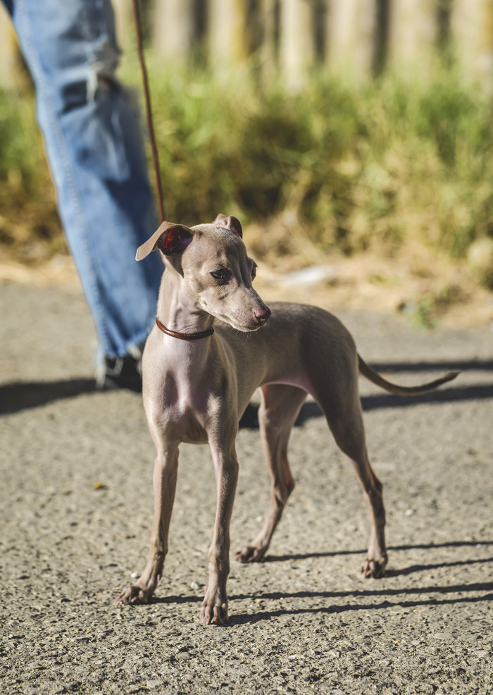 Italský chrtík, foto: Shutterstock
