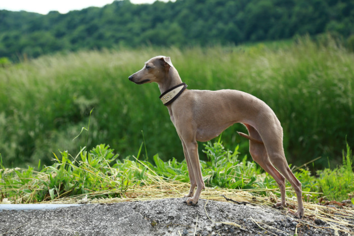 Italský chrtík, foto: Shutterstock
