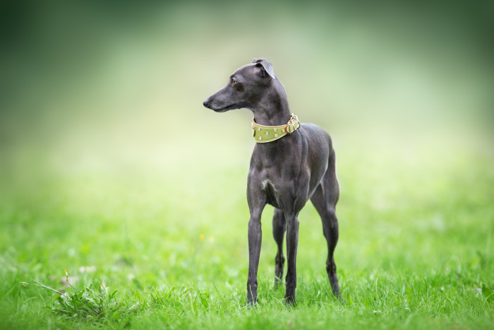 Italský chrtík, foto: Shutterstock