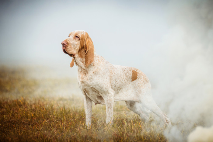 Italský ohař, foto: Shutterstock