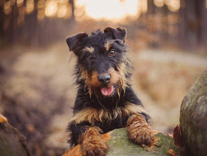 Jagdteriér, foto: Shutterstock