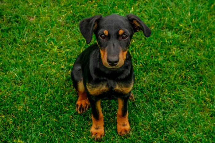 Jagdteriér, foto: Shutterstock