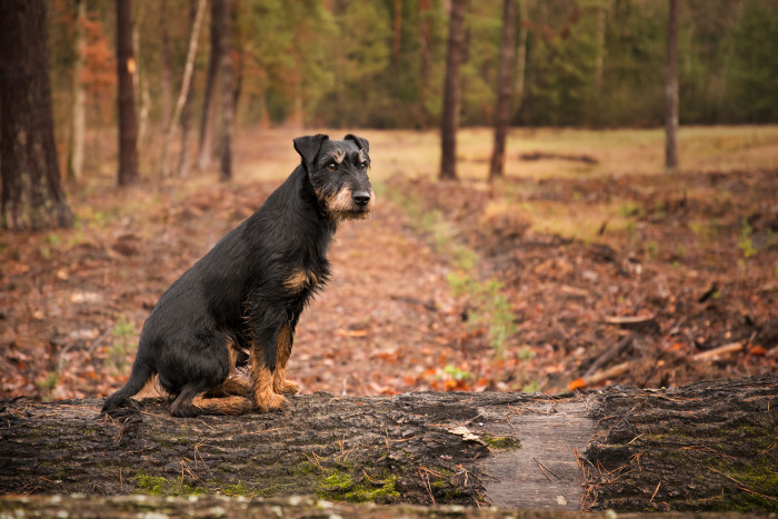 Jagdteriér, foto: Shutterstock