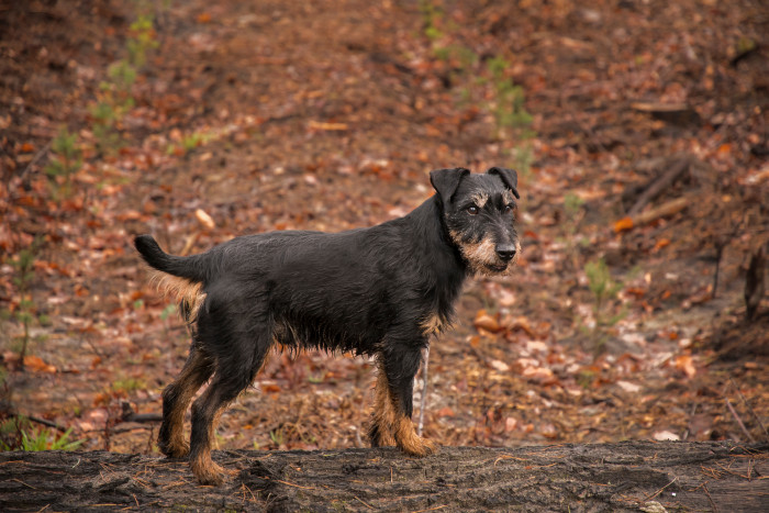 Jagdteriér, foto: Shutterstock
