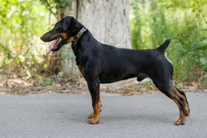 Jagdteriér, foto: Shutterstock
