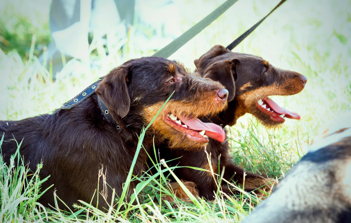 Jagdteriér, foto: Shutterstock