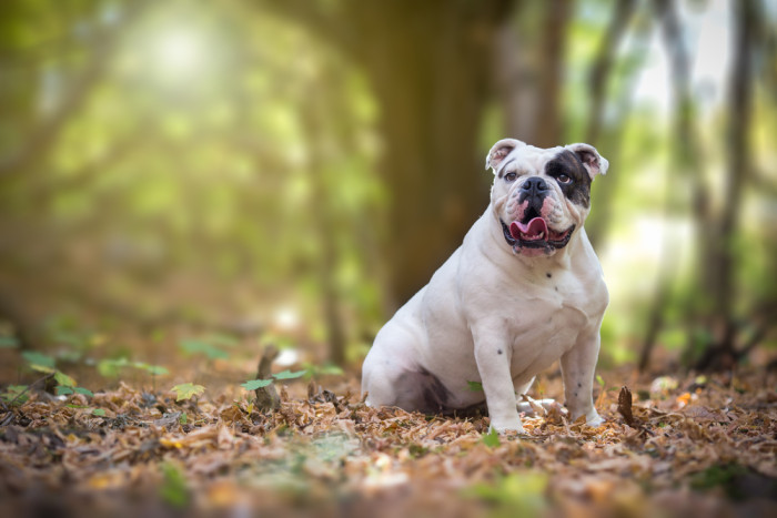Anglický buldok, foto: Shutterstock