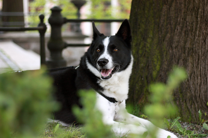 Karelský medvědí pes, foto: Shutterstock