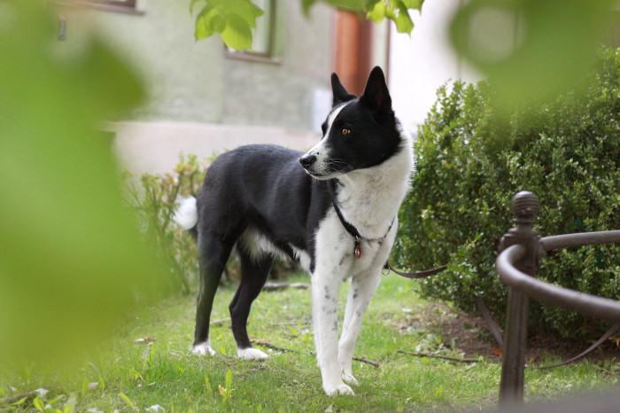 Karelský medvědí pes, foto: Shutterstock