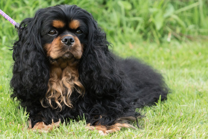 Kavalír king charles španěl, foto: Shutterstock