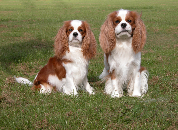 Kavalír king charles španěl, foto: Shutterstock