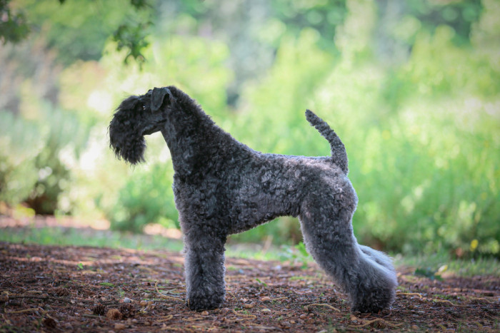 Kerry blue teriér, foto: Shutterstock