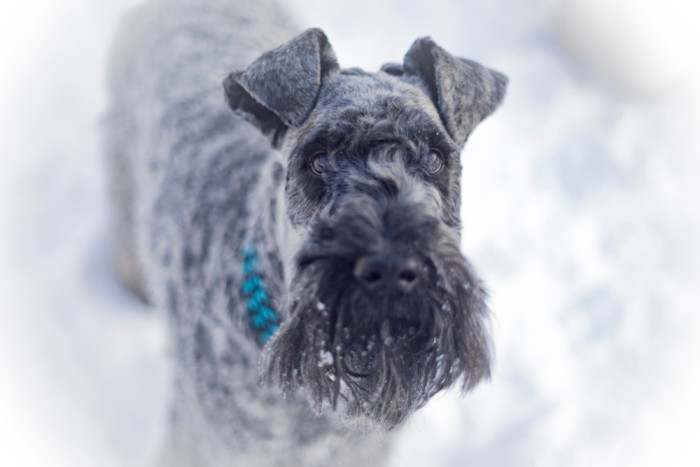 Kerry blue teriér, foto: Shutterstock