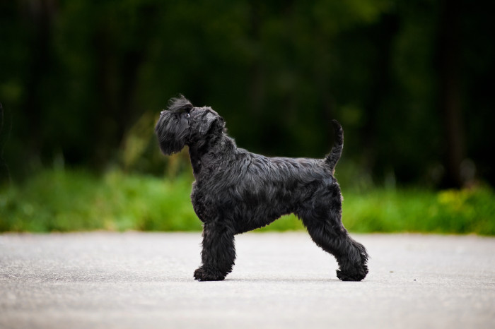 Knírač malý, foto: Shutterstock
