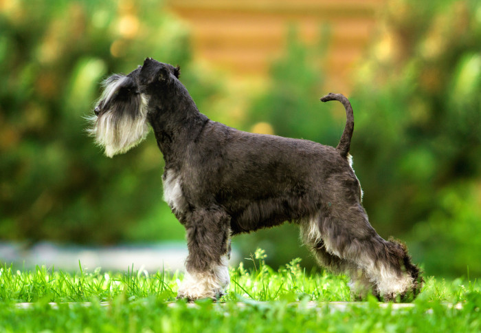 Knírač malý, foto: Shutterstock