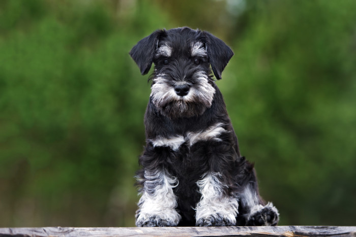 Knírač malý, štěně. Foto: Shutterstock