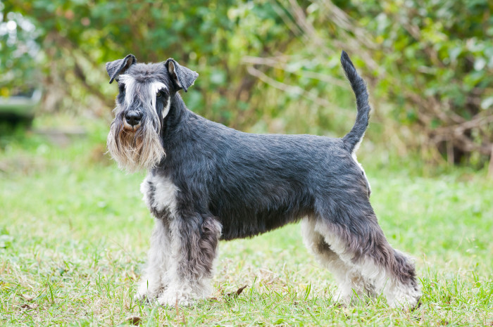 Knírač malý, foto: Shutterstock