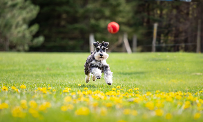 Knírač malý, foto: Shutterstock
